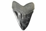 Serrated, Fossil Megalodon Tooth - Massive Meg #250077-2